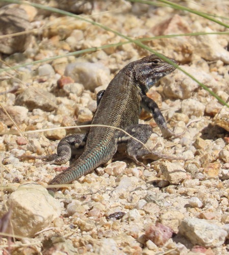 iNaturalist observation photo of Common Sagebrush Lizard