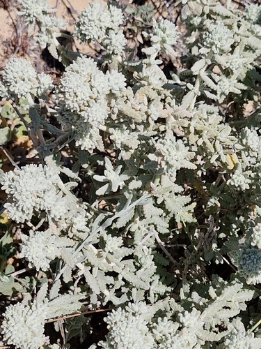 Teucrium vincentinum, photograph 6