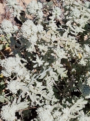 Teucrium vincentinum, photograph (c) ahabo, some rights reserved (CC BY)