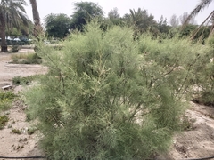 Tamarix aucheriana