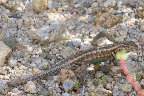 iNaturalist observation photo of Common Sagebrush Lizard