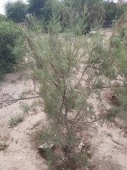 Tamarix aucheriana