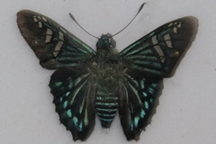 Phocides urania urania