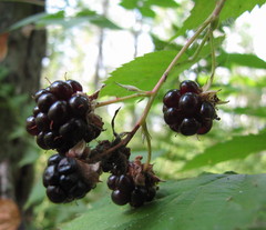 Rubus