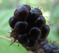 Rubus