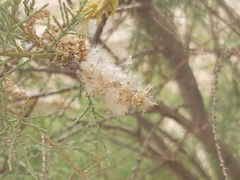 Tamarix aucheriana
