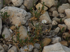 Stellaria crassipes