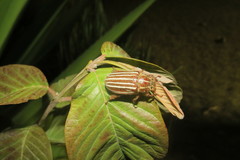 Polyphylla petitii