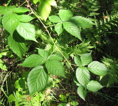 Rubus