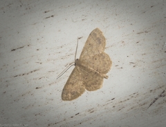 Idaea pilosata