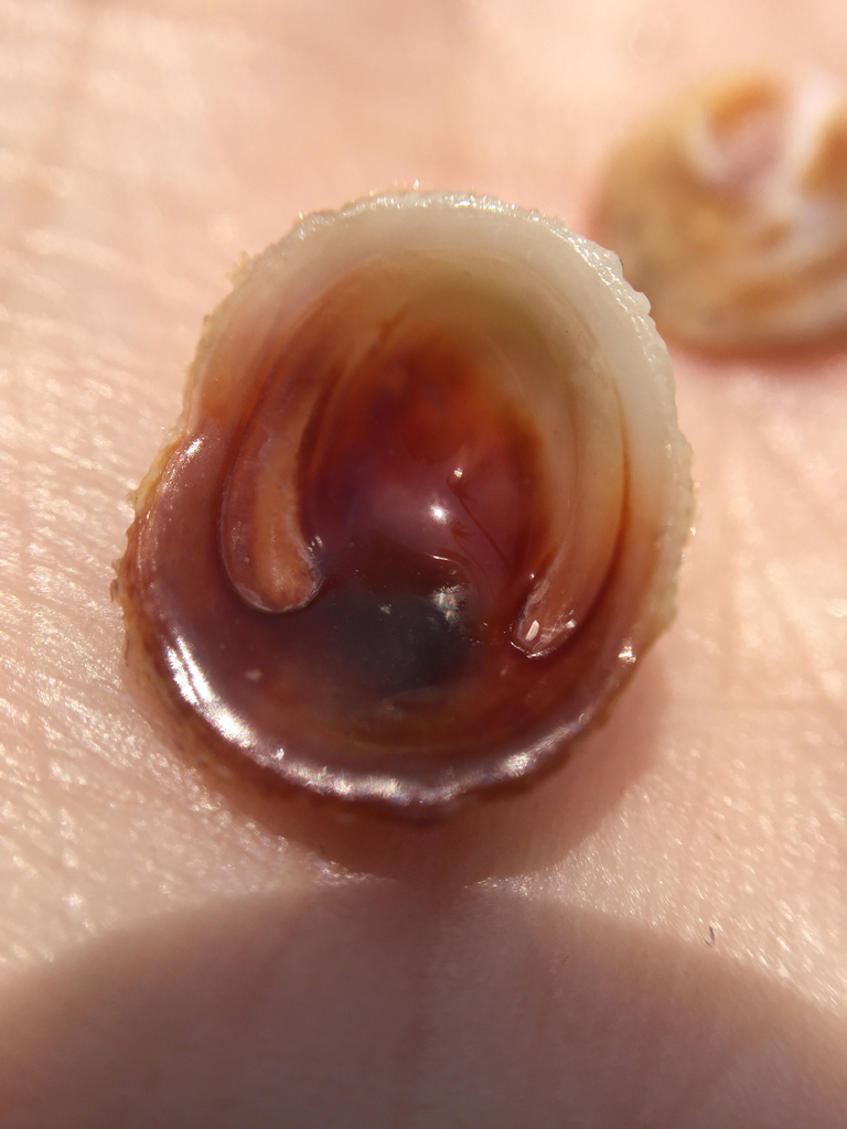 Shingly Hoof Snail