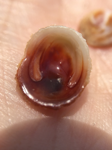 Antisabia imbricata