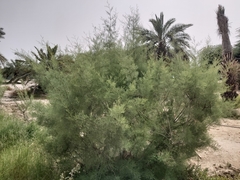 Tamarix aucheriana