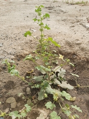 Malva parviflora