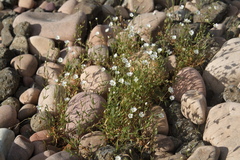 Stellaria crassipes