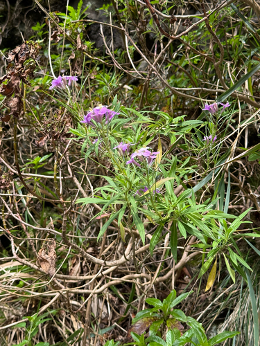 Erysimum bicolor, photograph 6