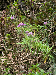 Erysimum bicolor, photograph (c) Petr Harant, some rights reserved (CC BY)