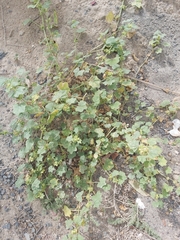 Malva parviflora