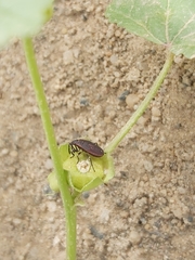 Scantius forsteri