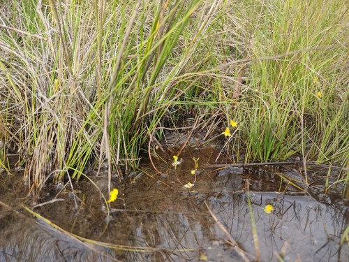 humped bladderwort
