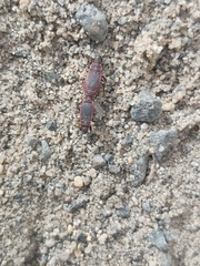 Scantius forsteri