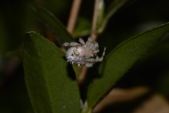 Ordgarius magnificus