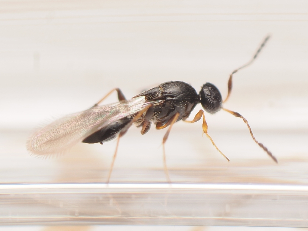 Leptacis tipulae