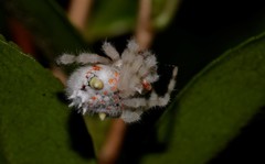 Ordgarius magnificus