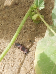 Scantius forsteri