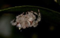 Ordgarius magnificus