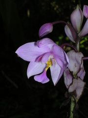 Spathoglottis