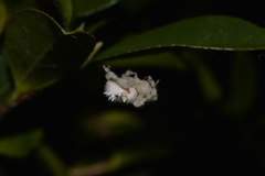 Ordgarius magnificus