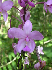 Spathoglottis