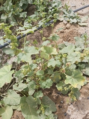 Malva parviflora