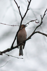 Fringilla coelebs