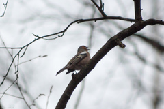 Fringilla coelebs