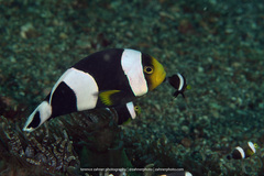 Amphiprion polymnus