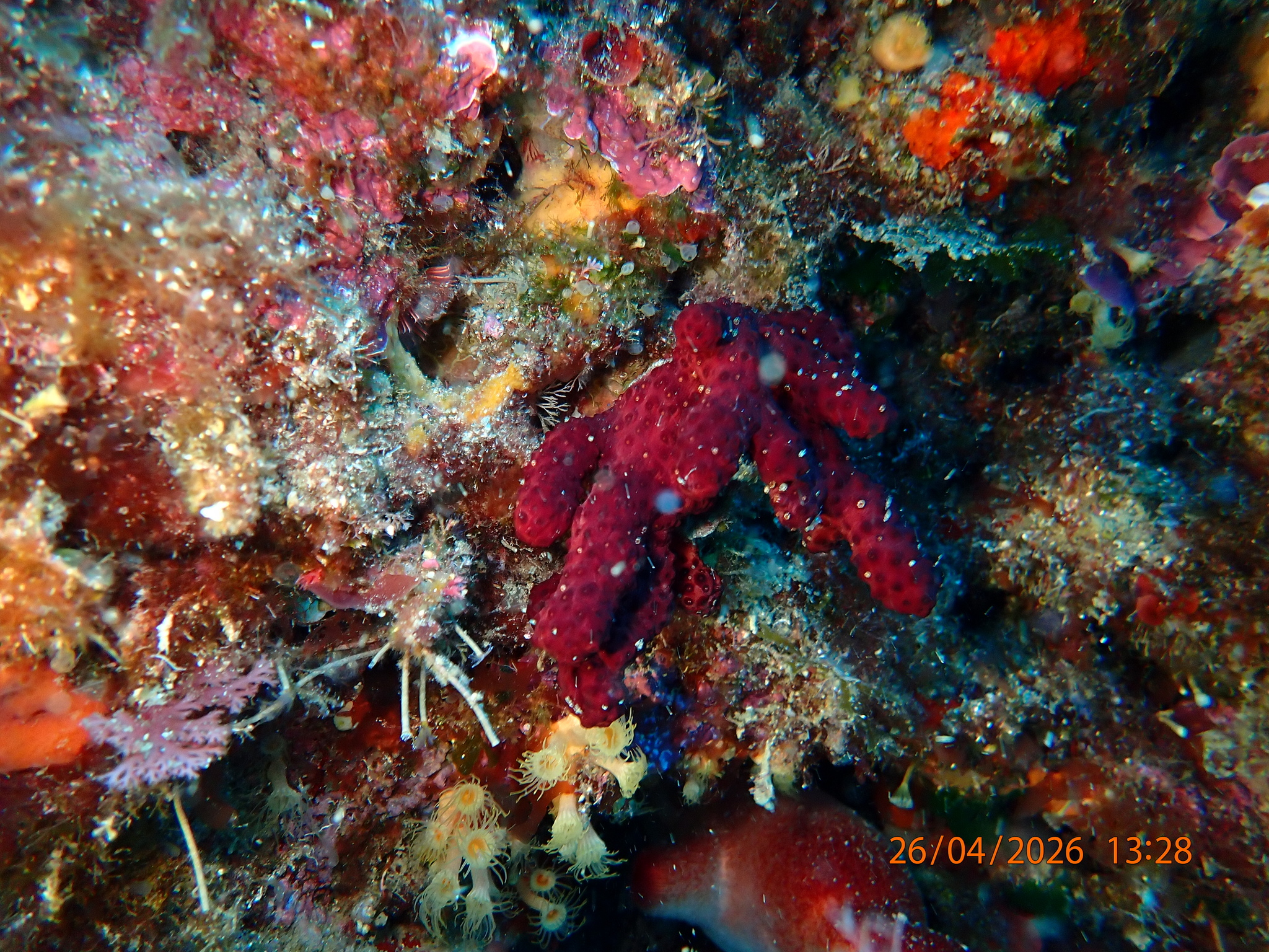 Alcyonium acaule Marion, 1878