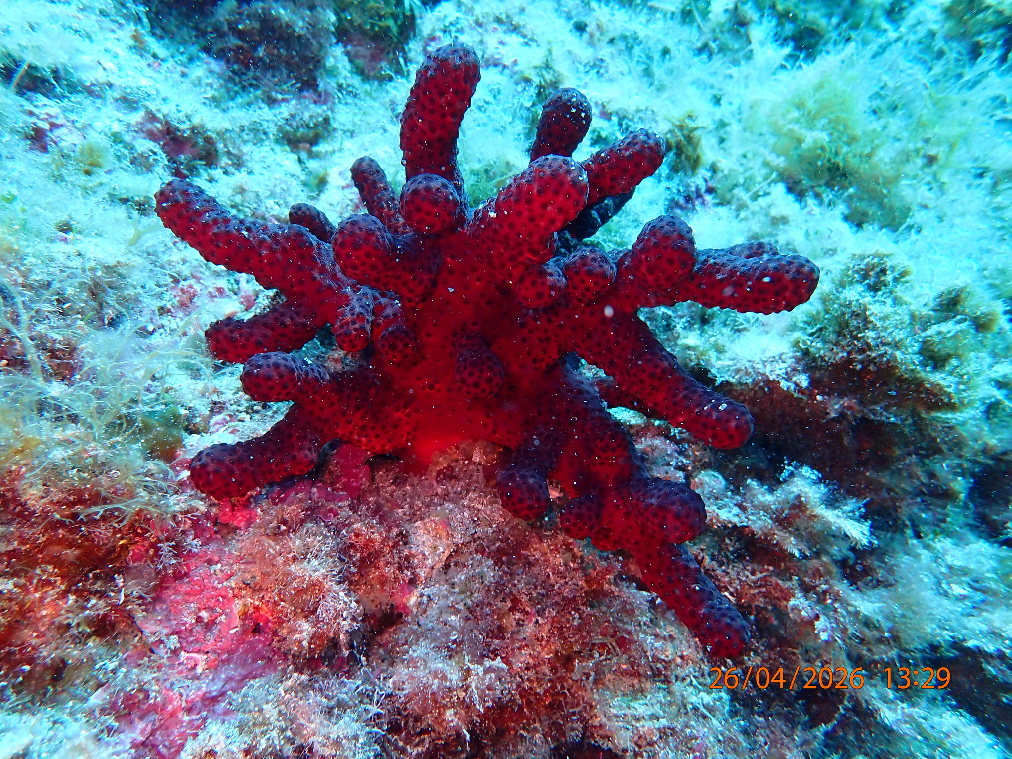 Alcyonium acaule Marion, 1878
