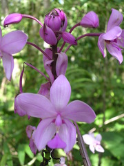 Spathoglottis