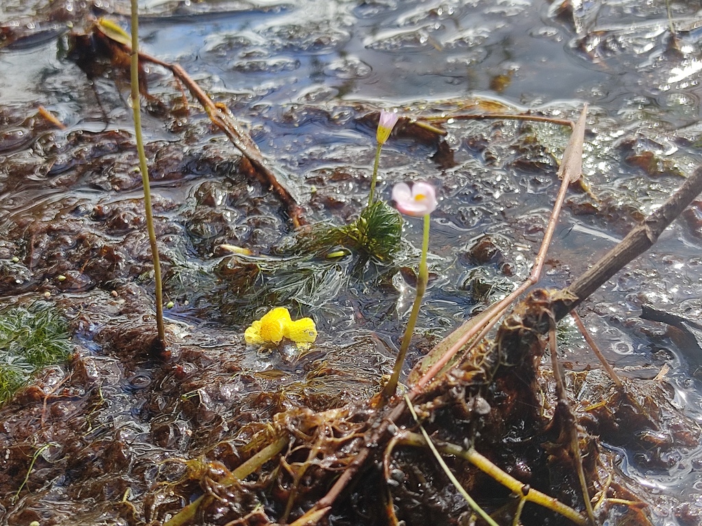 Utricularia hydrocarpa