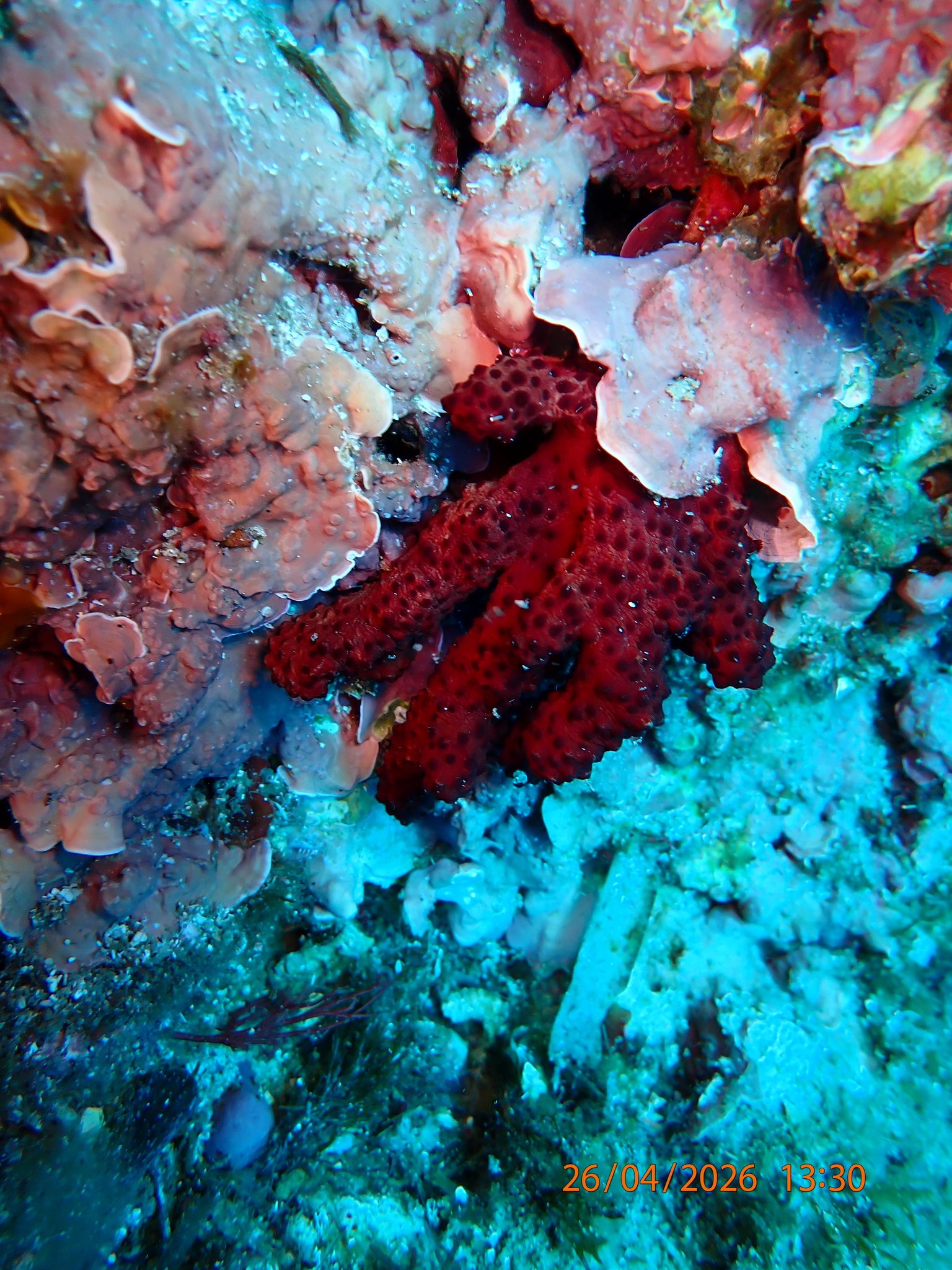 Alcyonium acaule Marion, 1878