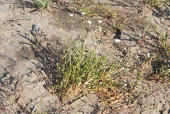 Stellaria edwardsii