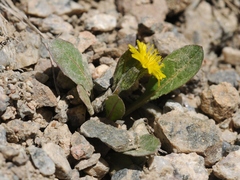 Crepis multicaulis