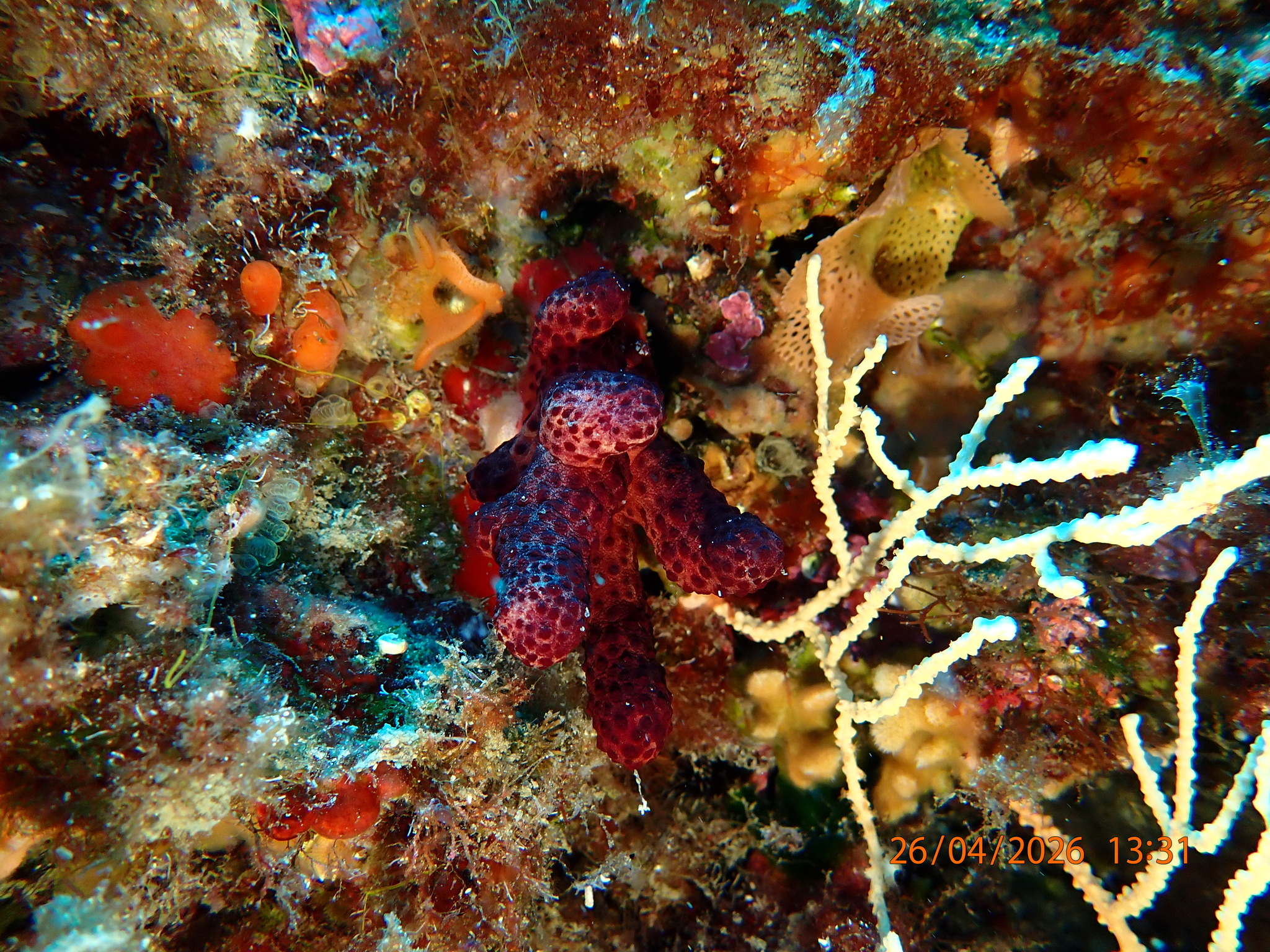 Alcyonium acaule Marion, 1878