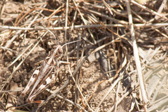 Dociostaurus brevicollis