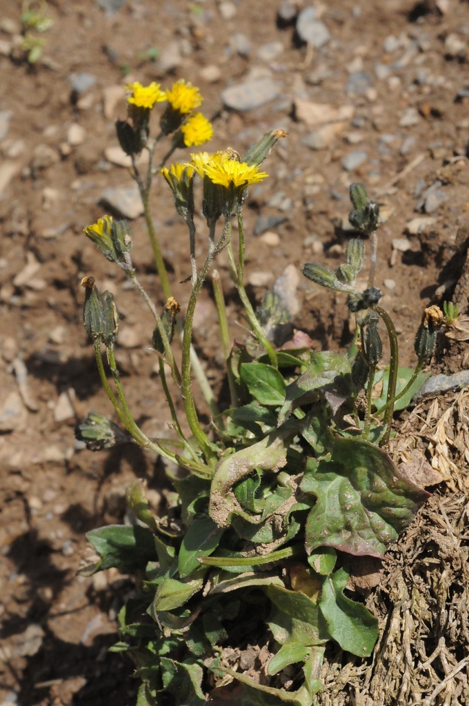Crepis multicaulis (Crepis multicaulis)