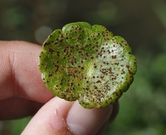 Puccinia hydrocotyles