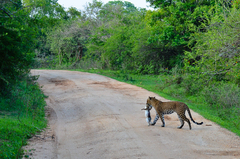 Panthera pardus kotiya