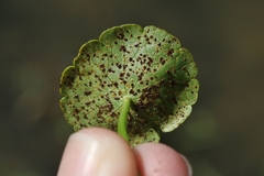 Puccinia hydrocotyles